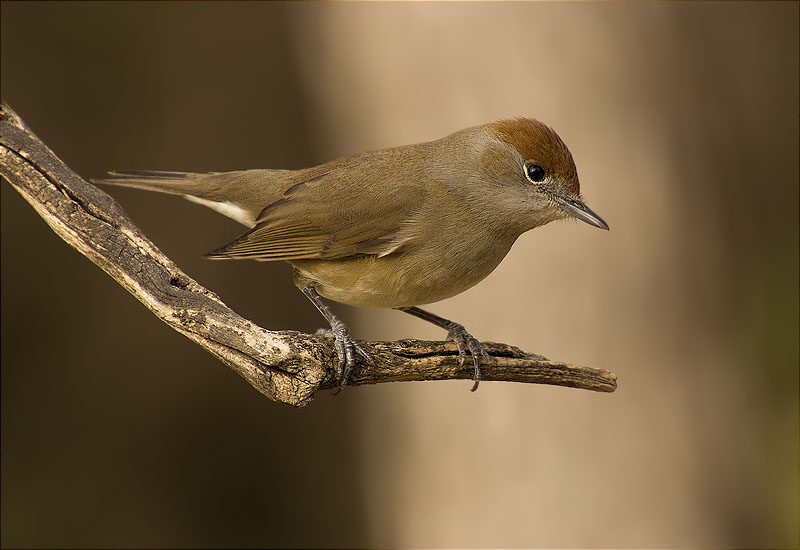 Femella de Tallarol de casquet (Sylvia atricapilla)