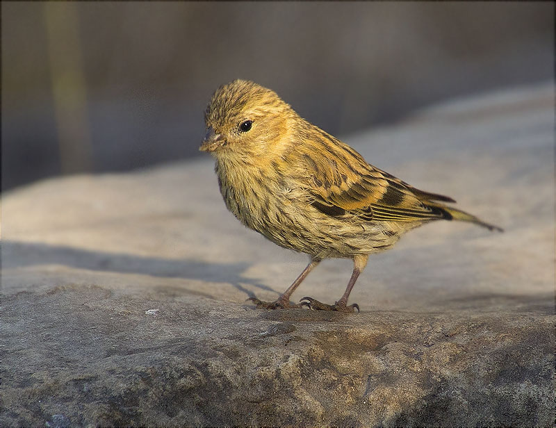 Gafarró (Serinus serinus)