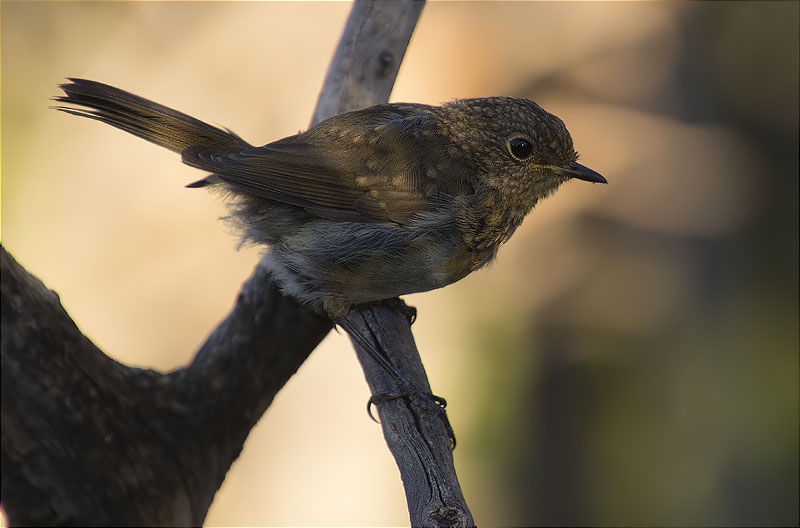 Jove de Pit roig (Erithacus rubecola)