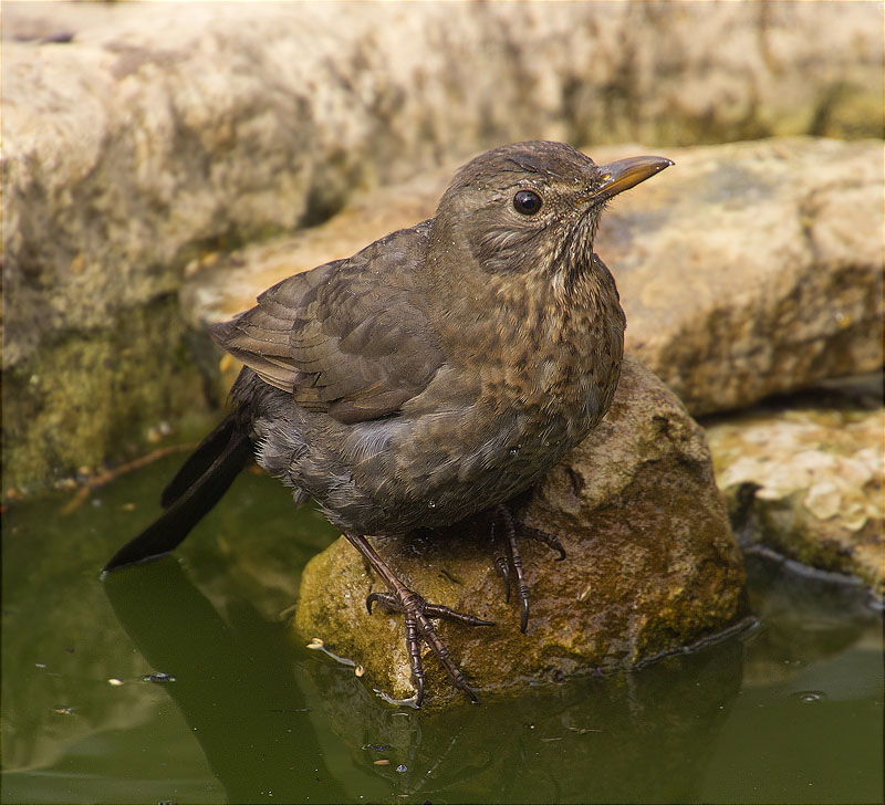 Femella de Merla (Turdus merula)