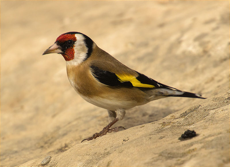 Cadernera (Carduelis carduelis)