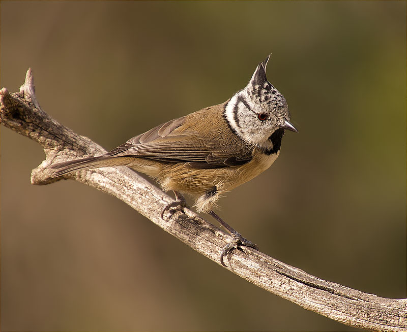 Mallerenga emplomallada (Parus cristatus)