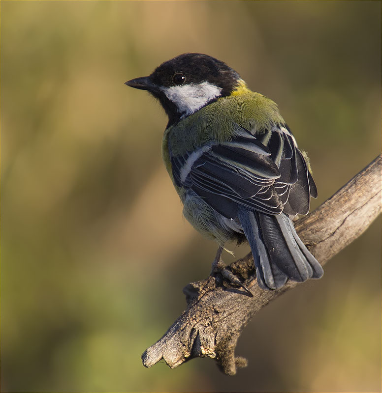 Mallerenga carbonera (Parus major)