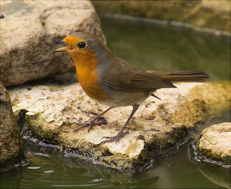 Pit roig (Erithacus rubecola)