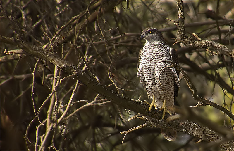 Astor (Accipiter gentilis)