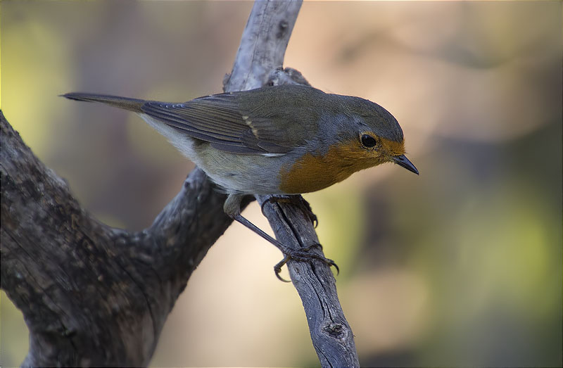 Pit roig (Erithacus rubecola)