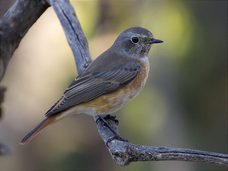 Mascle jove de Cotxa cua-roja (Phoenicurus phoenicurus)