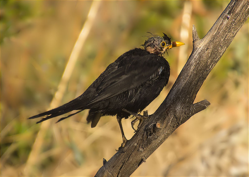 Merla (Turdus merula)