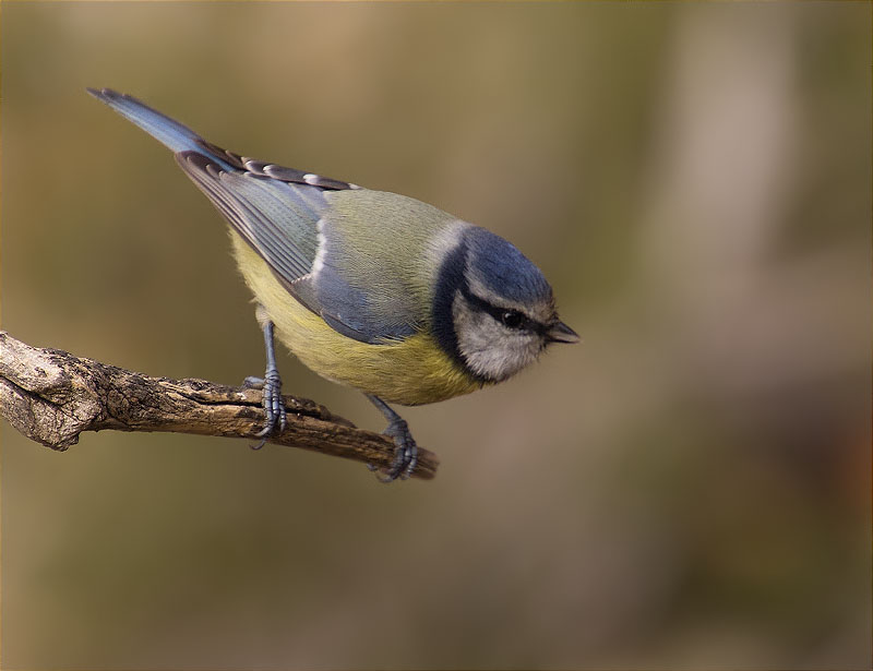 Mallerenga blava (Cyanistes caeruleus)