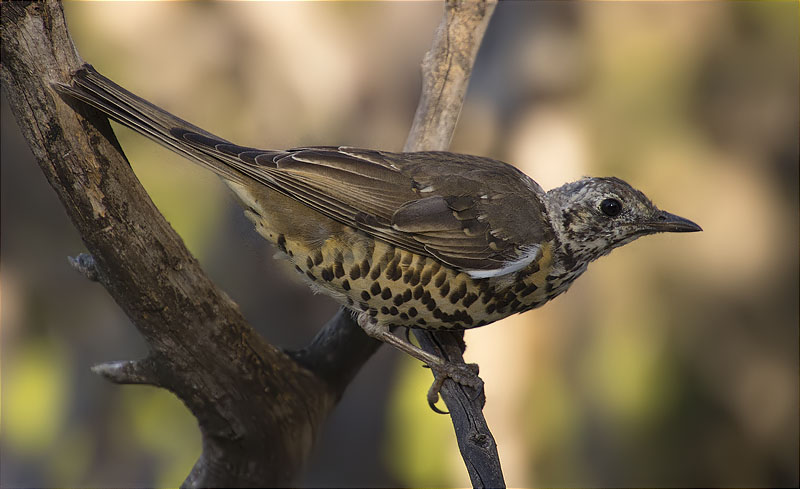 Griva (Turdus viscivorus)