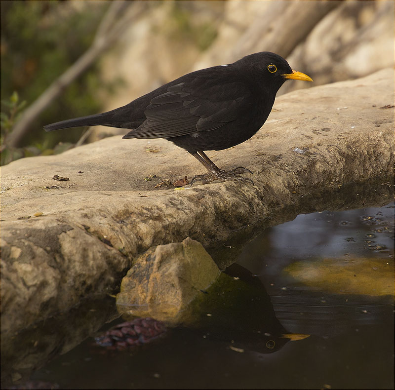 Mascle de Merla (Turdus merula)