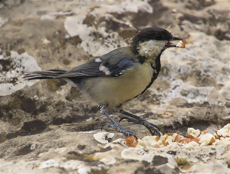 Mallerenga carbonera (Parus major)