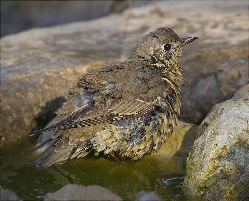 Griva (Turdus viscivorus)