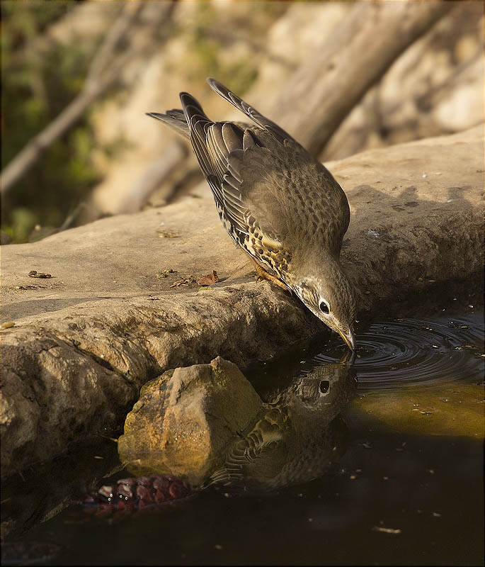 Griva (Turdus viscivorus)