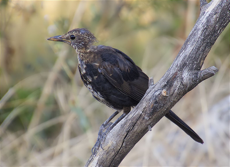 Jove de Merla (Turdus merula)