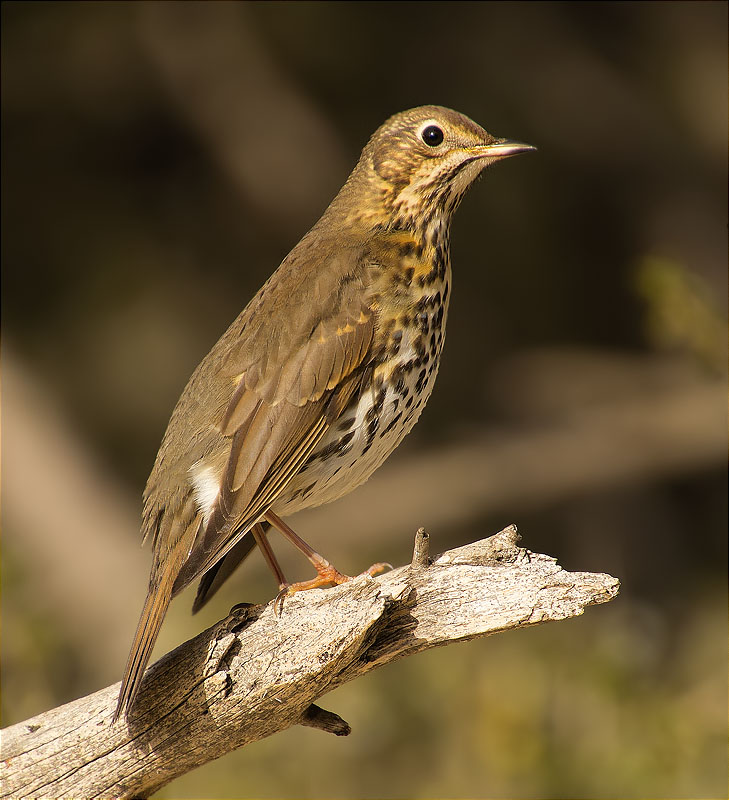 Tord comú (Turdus philomelos)