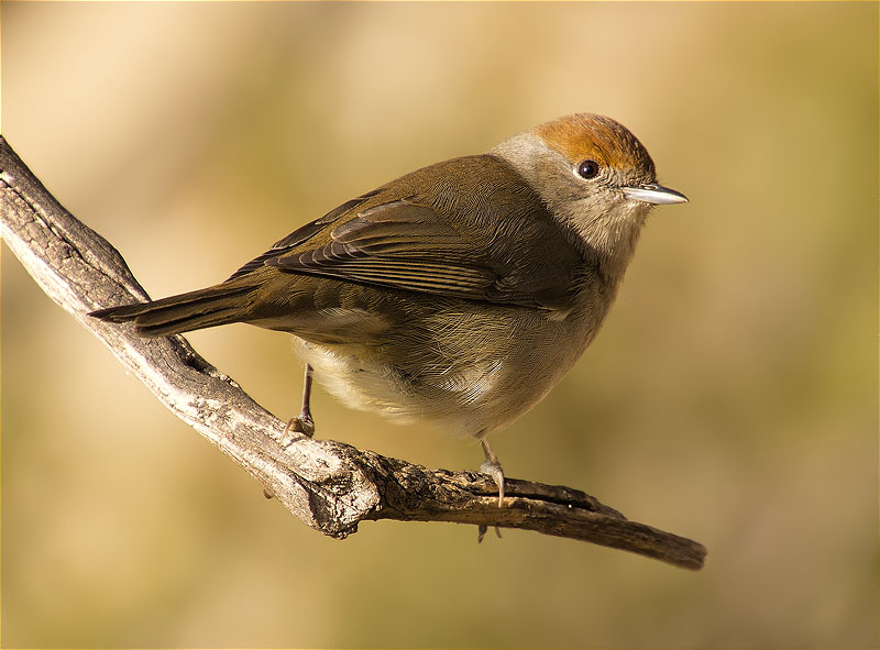 Femella de Tallarol de casquet (Sylvia atricapilla)