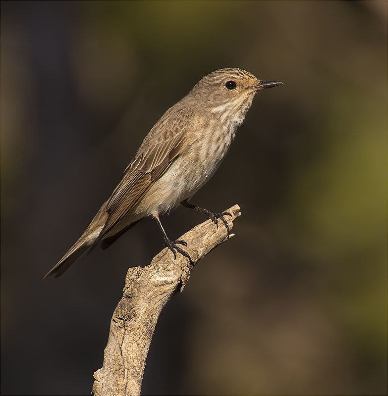 Papamosques gris (Muscicapa striata)