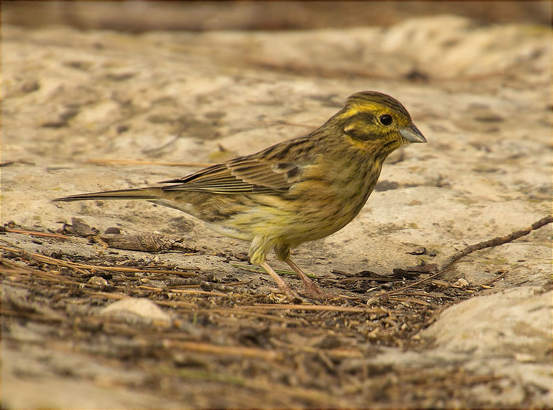 Femella de Gratapalles (Emberiza cirlus)