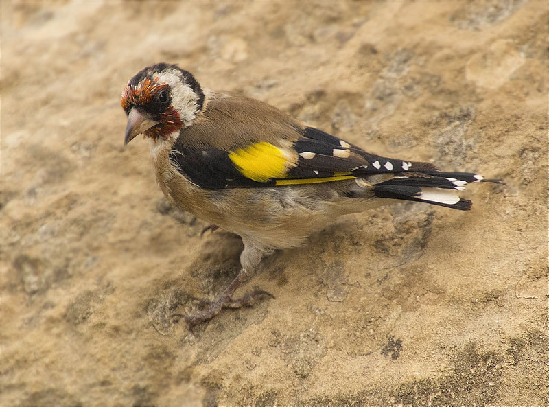 Cadernera (Carduelis carduelis)