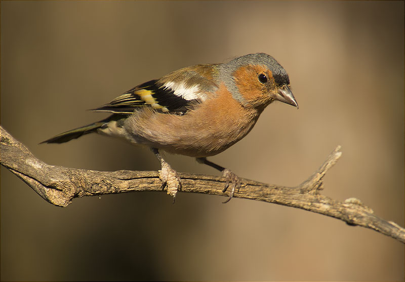 Mascle de Pinsà comú (Fringilla coelebs)