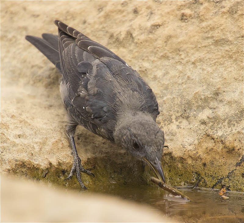 Jove de Merla blava (Monticola solitarius)