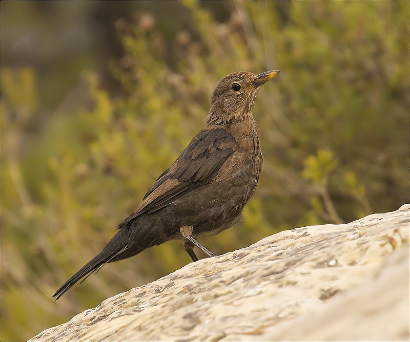 Femella jove de Merla (Turdus merula)