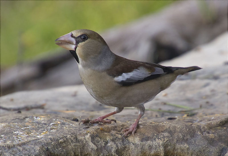 Durbec (Coccothraustes coccothraustes)