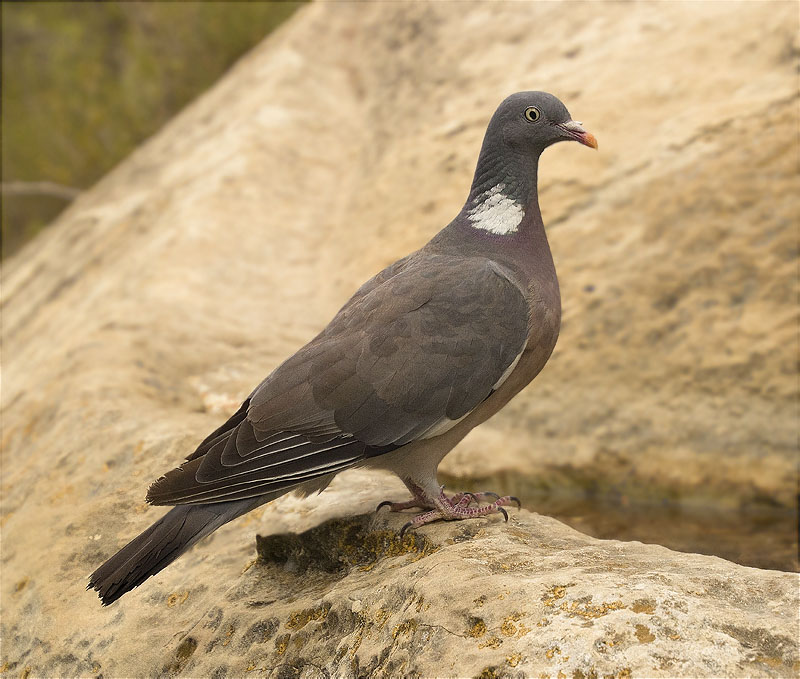 Tudó (Columba palumbus)