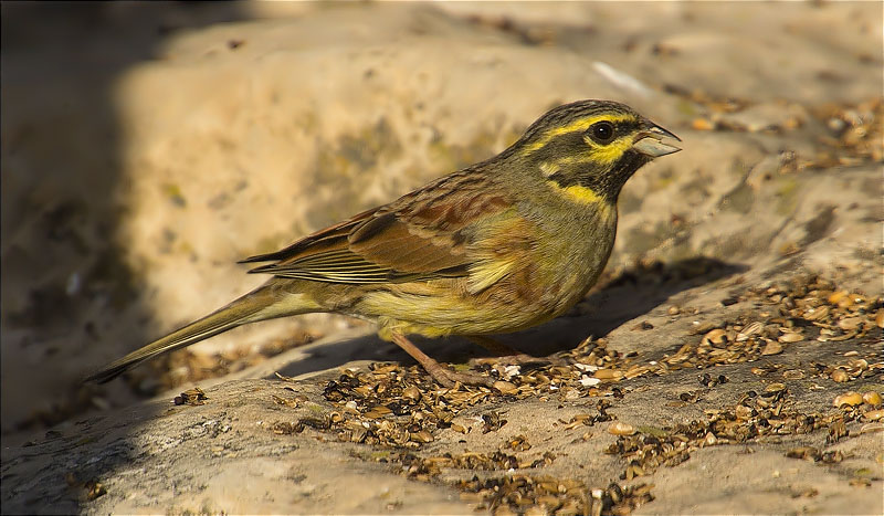 Mascle de Gratapalles (Emberiza cirlus)