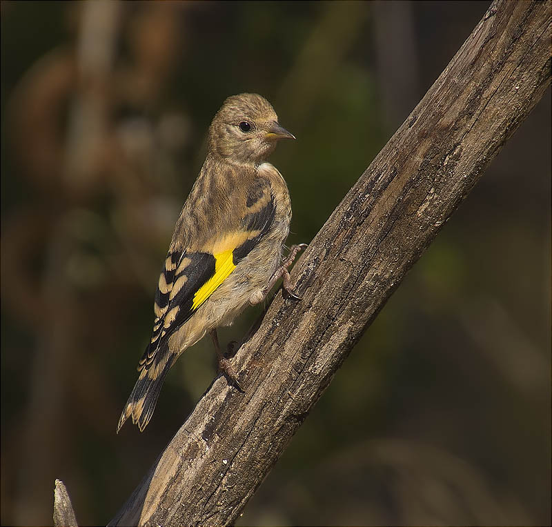 Jove de Cadernera (Carduelis carduelis)