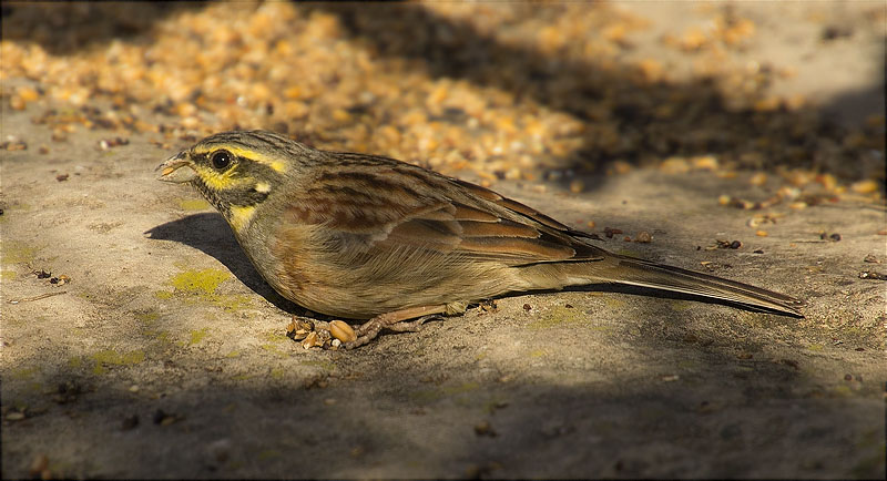 Femella de Gratapalles (Emberiza cirlus)