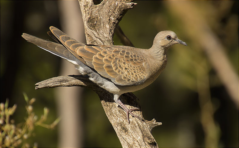 Jove de Tórtora europea (Streptopelia turtur)