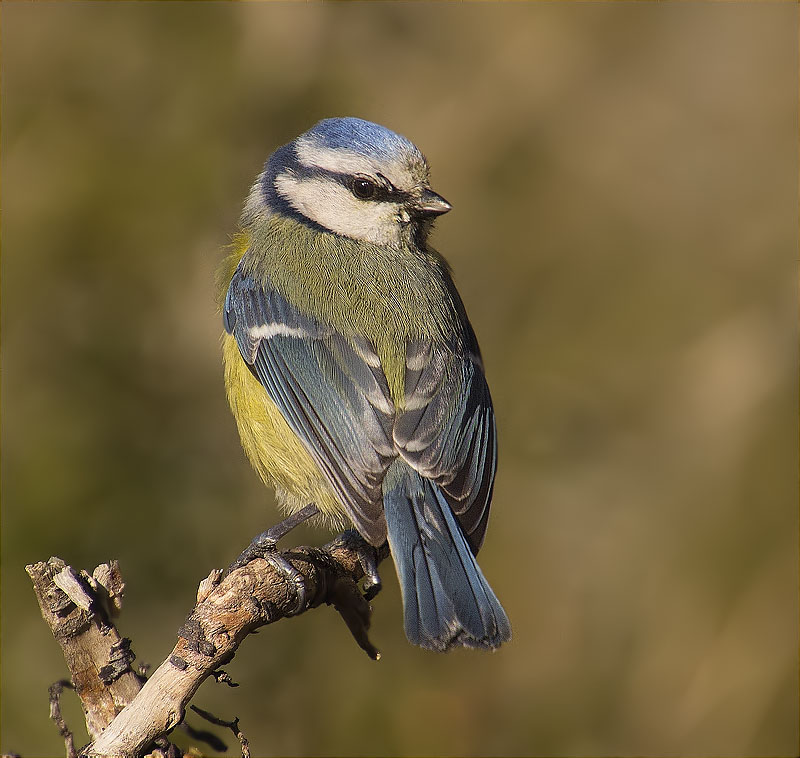 Mallerenga blava (Cyanistes caeruleus)