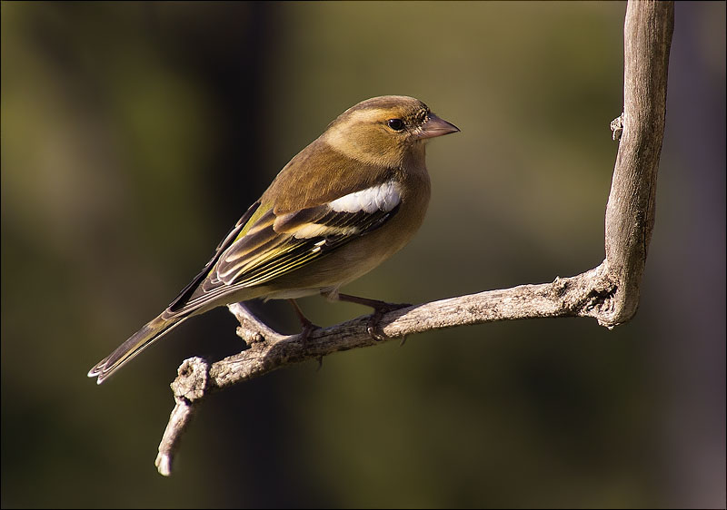 Femella de Pinsà comú (Fringilla coelebs)