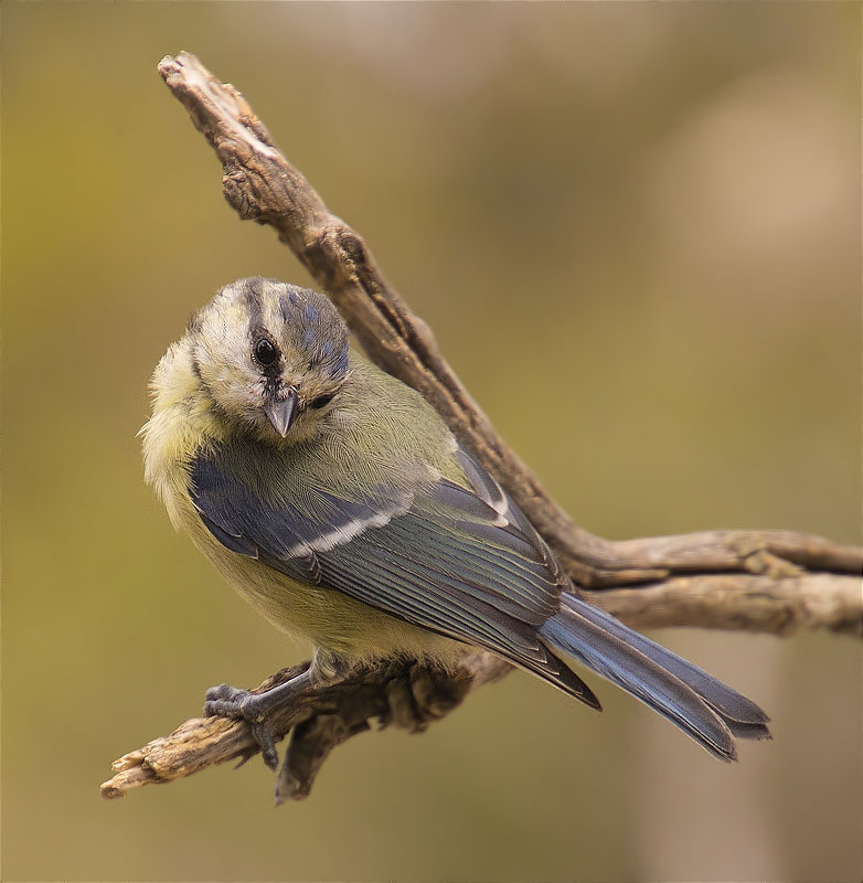 Mallerenga blava (Cyanistes caeruleus)