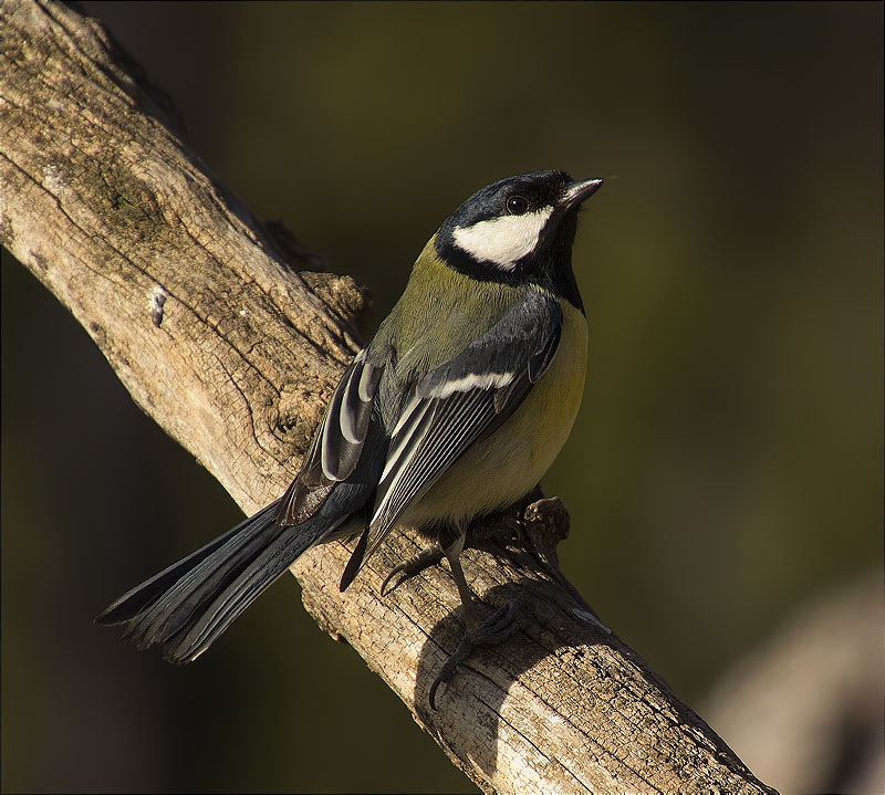 Mallerenga carbonera (Parus major)