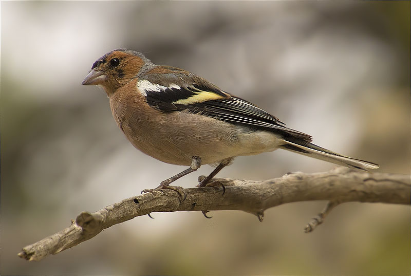 Mascle de Pinsà comú (Fringilla coelebs)