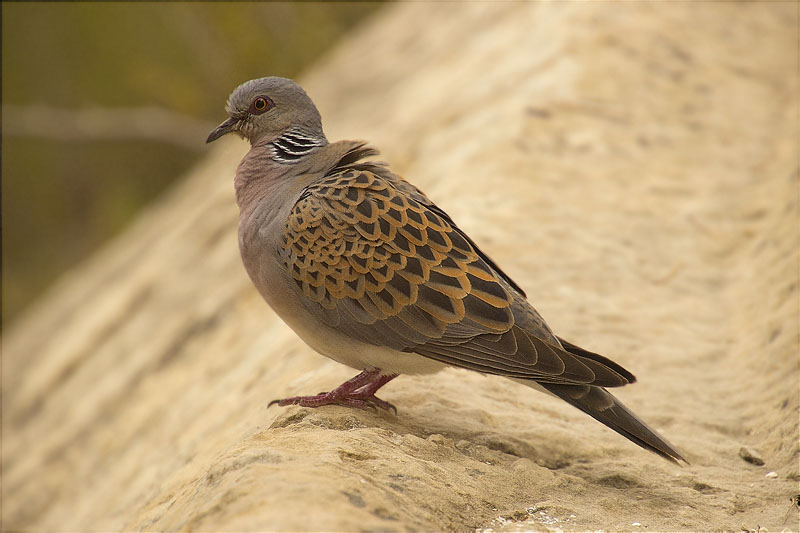 Tórtora (Streptopelia turtur)