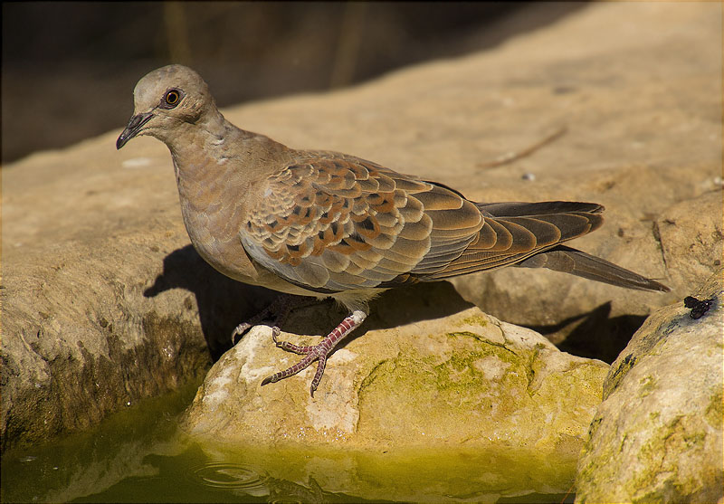 Jove de Tórtora europea (Streptopelia turtur)