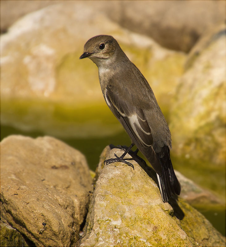 Femella de Mastegatatxes (Ficedula hypoleuca)