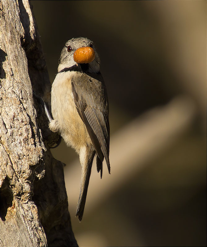 Mallerenga emplomallada (Parus cristatus)