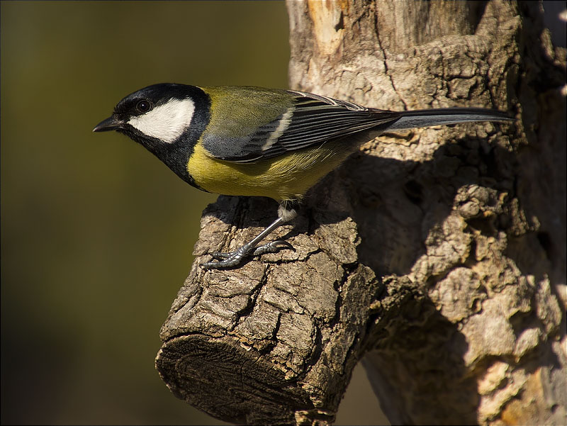 Mallerenga carbonera (Parus major)