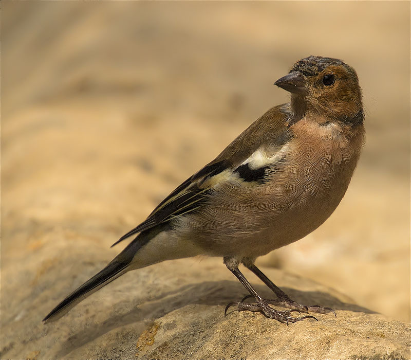 Mascle de Pinsà comú (Fringilla coelebs)