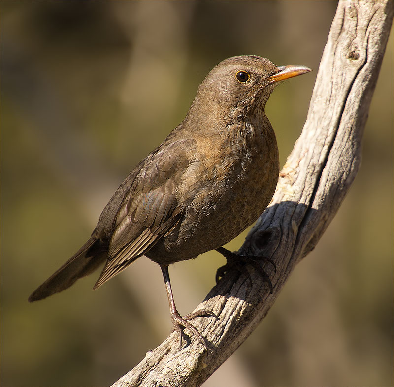 Femella de Merla (Turdus merula)