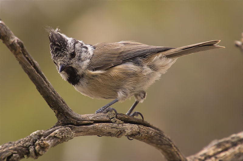 Mallerenga emplomallada (Parus cristatus)