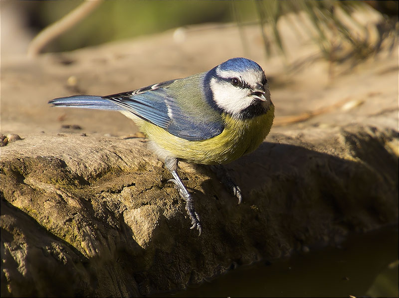 Mallerenga blava (Cyanistes caeruleus)