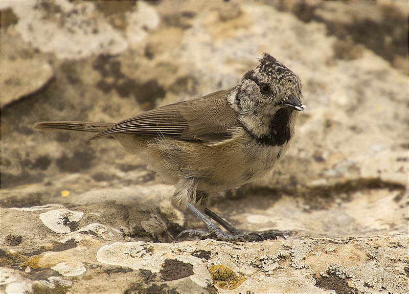 Mallerenga emplomallada (Parus cristatus)