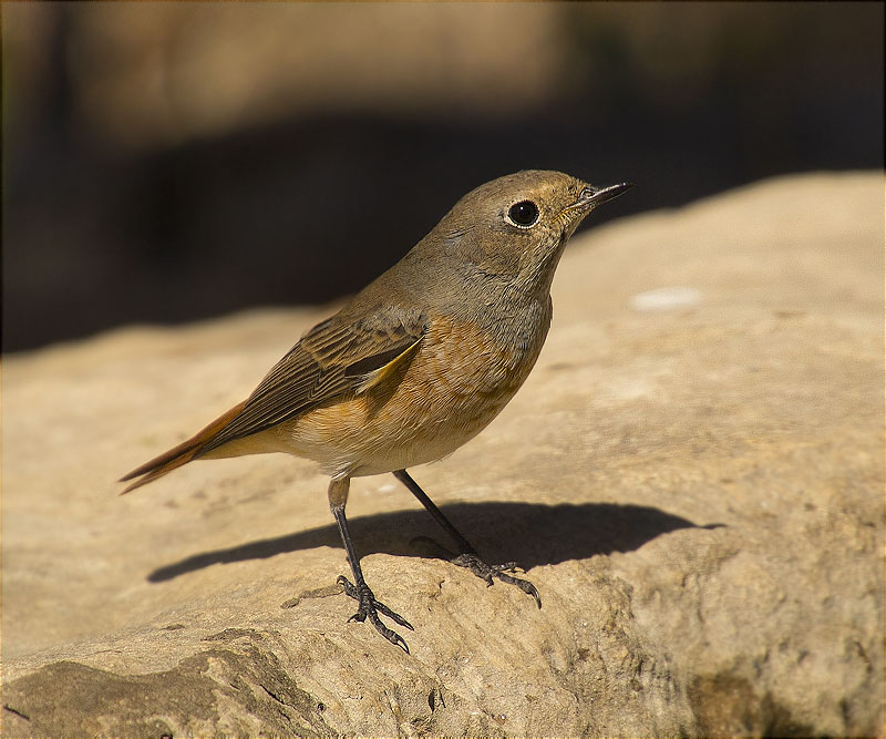 Mascle jove de Cotxa cua-roja (Phoenicurus phoenicurus)