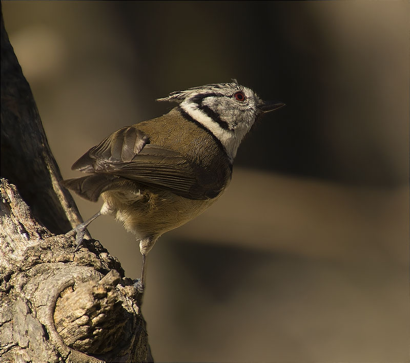 Mallerenga emplomallada (Parus cristatus)